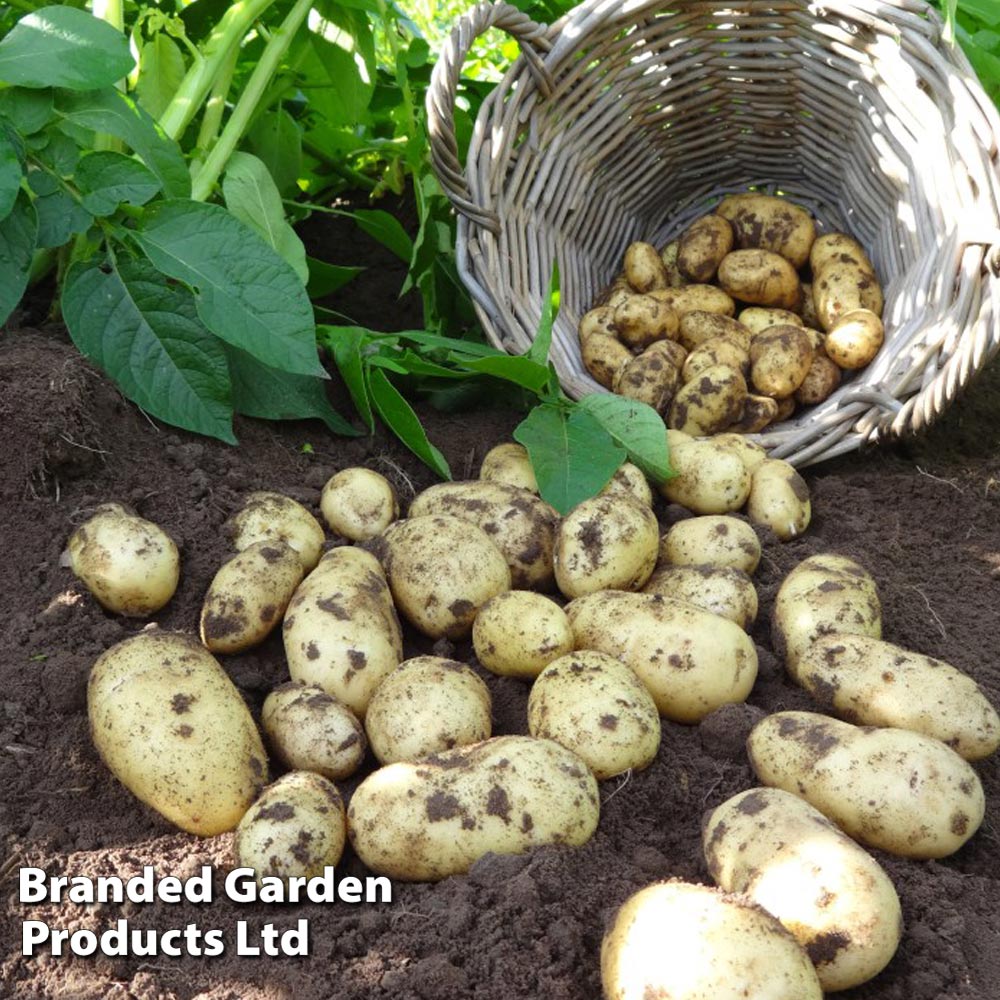 How to grow potatoes in potato bags with Van Meuwen 