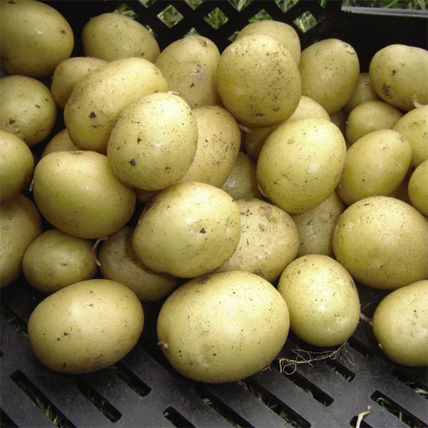 Potato 'Maris Peer'