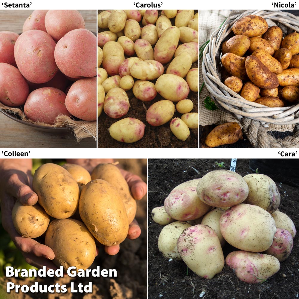 Potato Blight Tolerant Collection