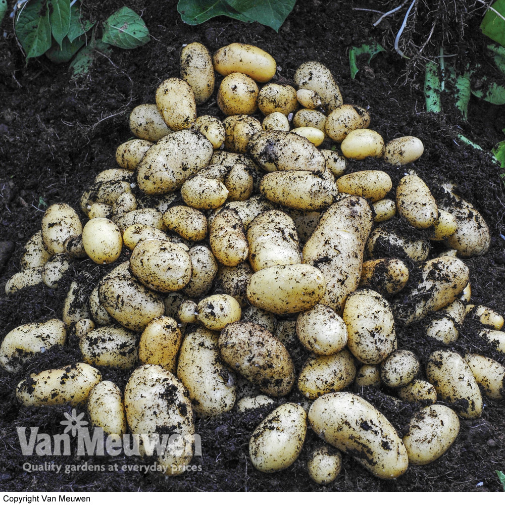 How to grow potatoes in potato bags with Van Meuwen 