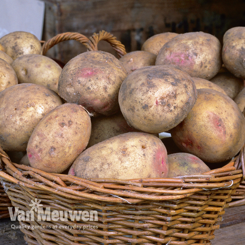 How to grow potatoes in potato bags with Van Meuwen 