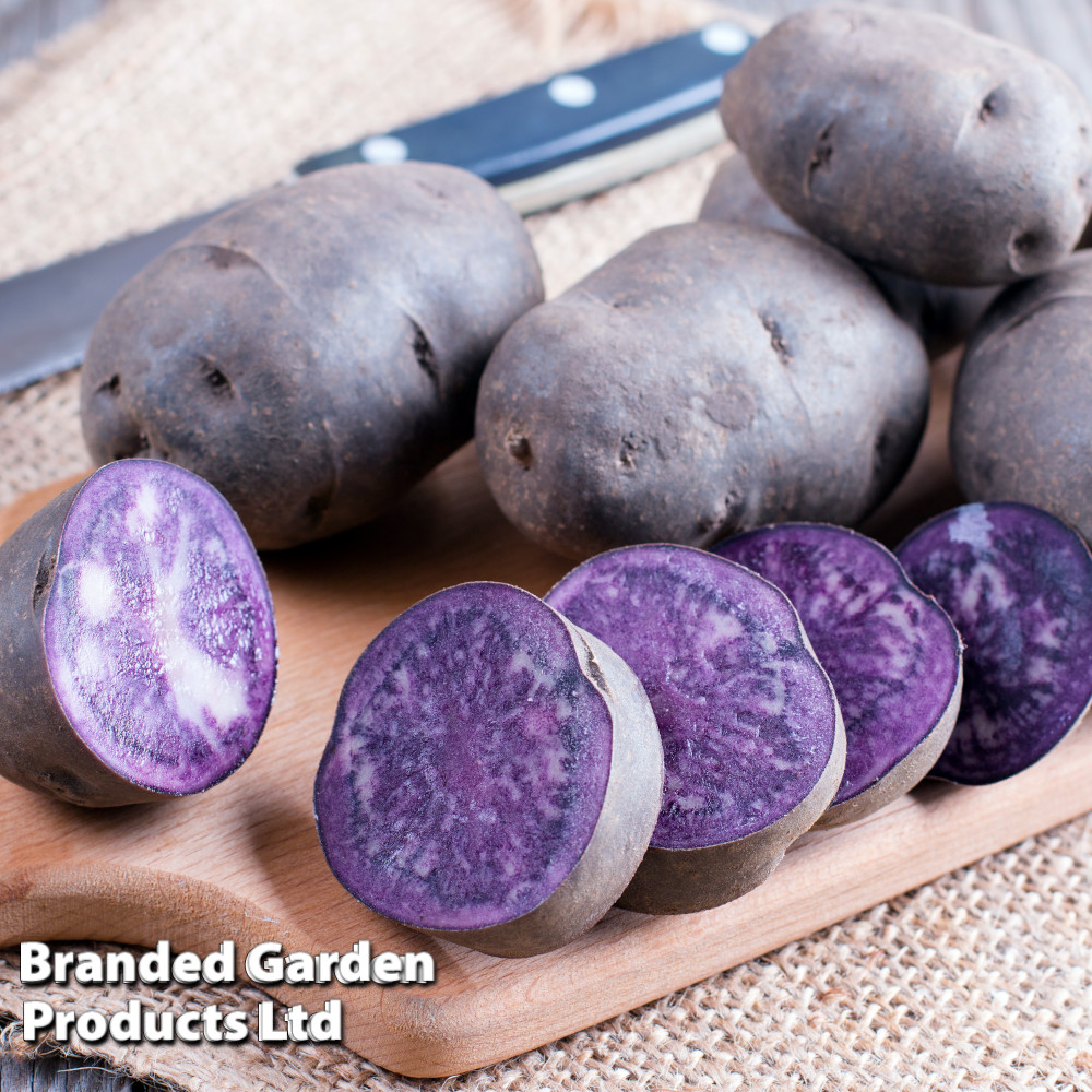 Potato 'Shetland Black'