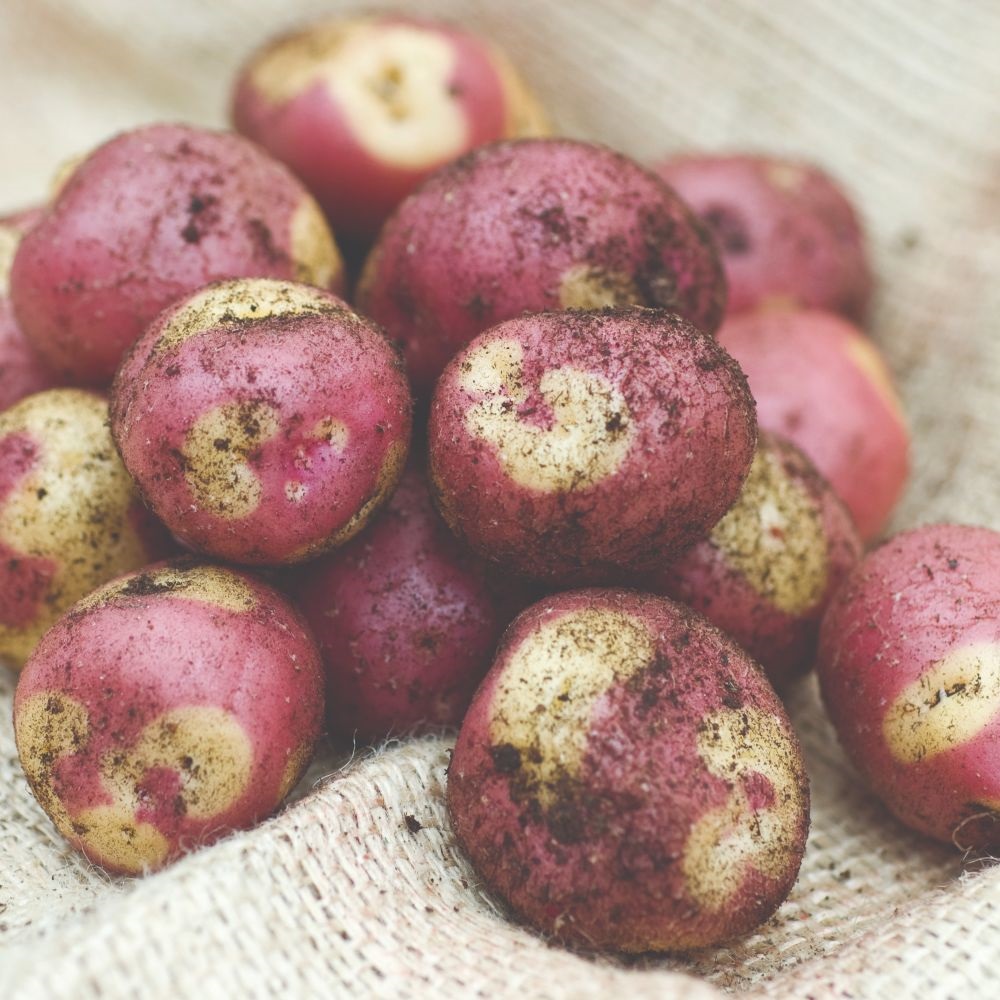 Potato 'Apache'