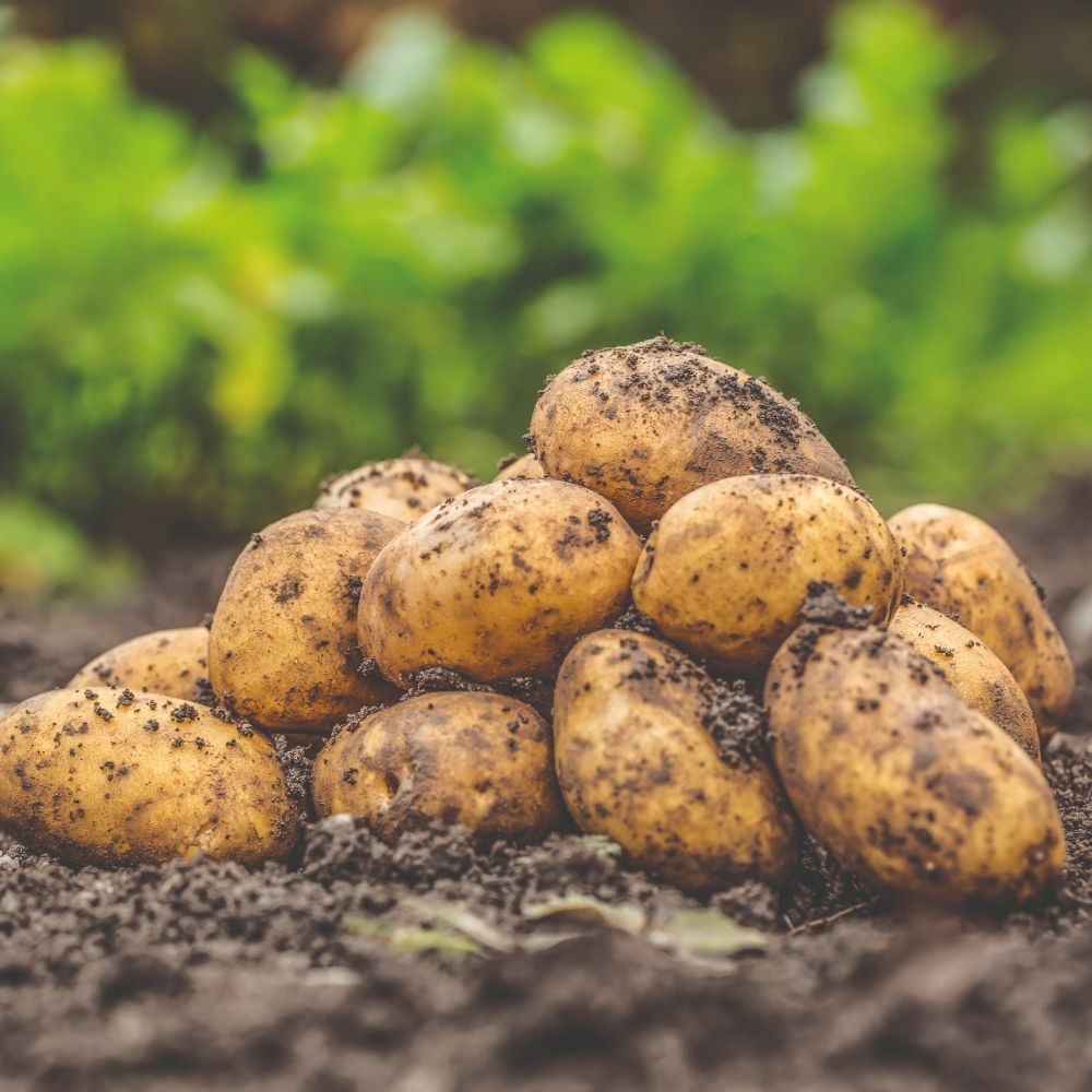 How to grow potatoes in potato bags with Van Meuwen 