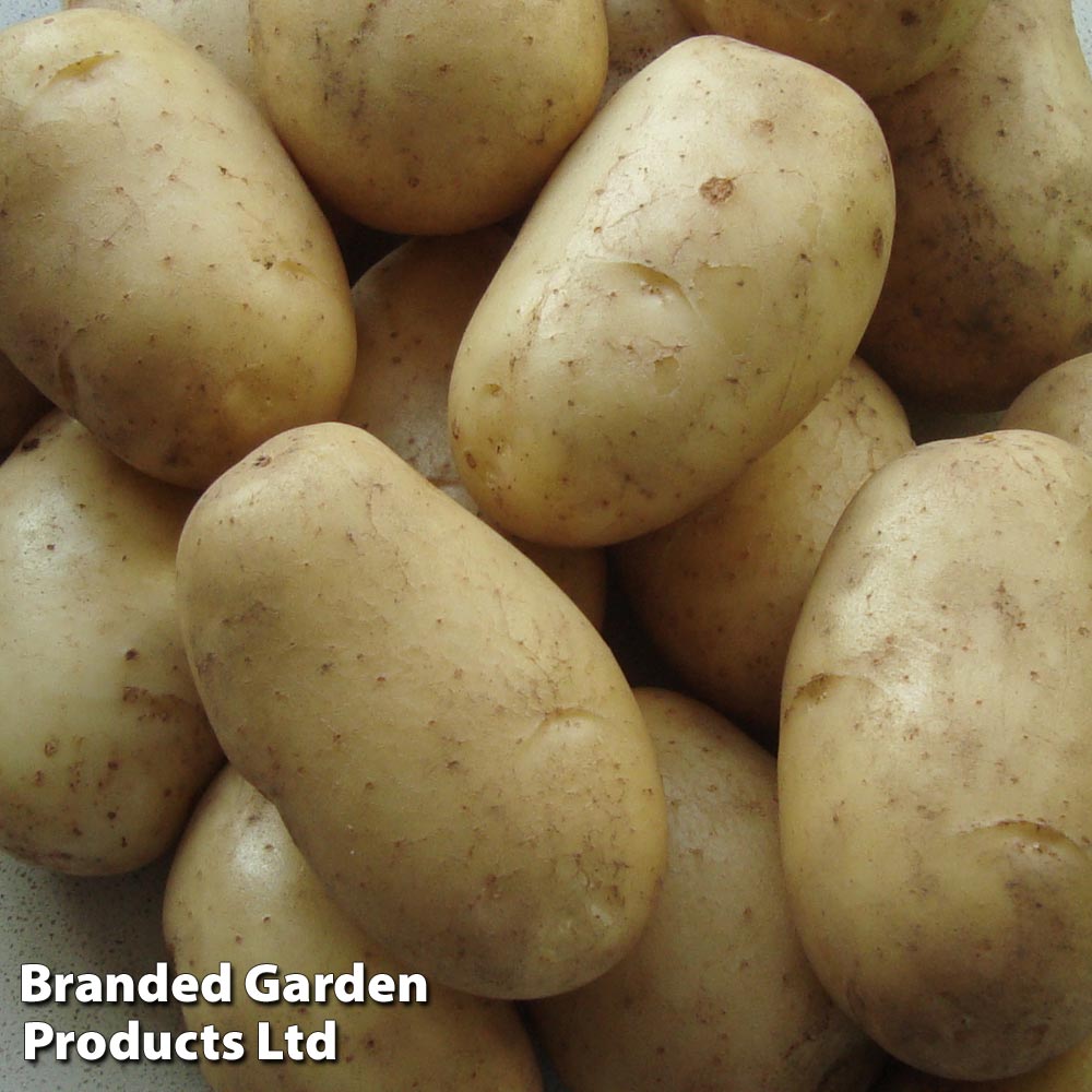 Potato 'Wilja'