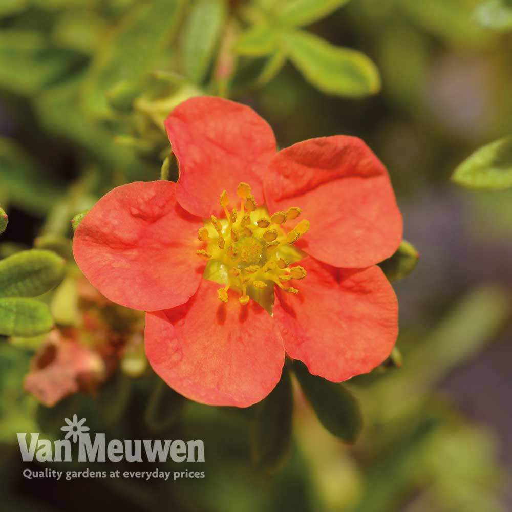 Potentilla fruticosa 'Marian Red Robin'