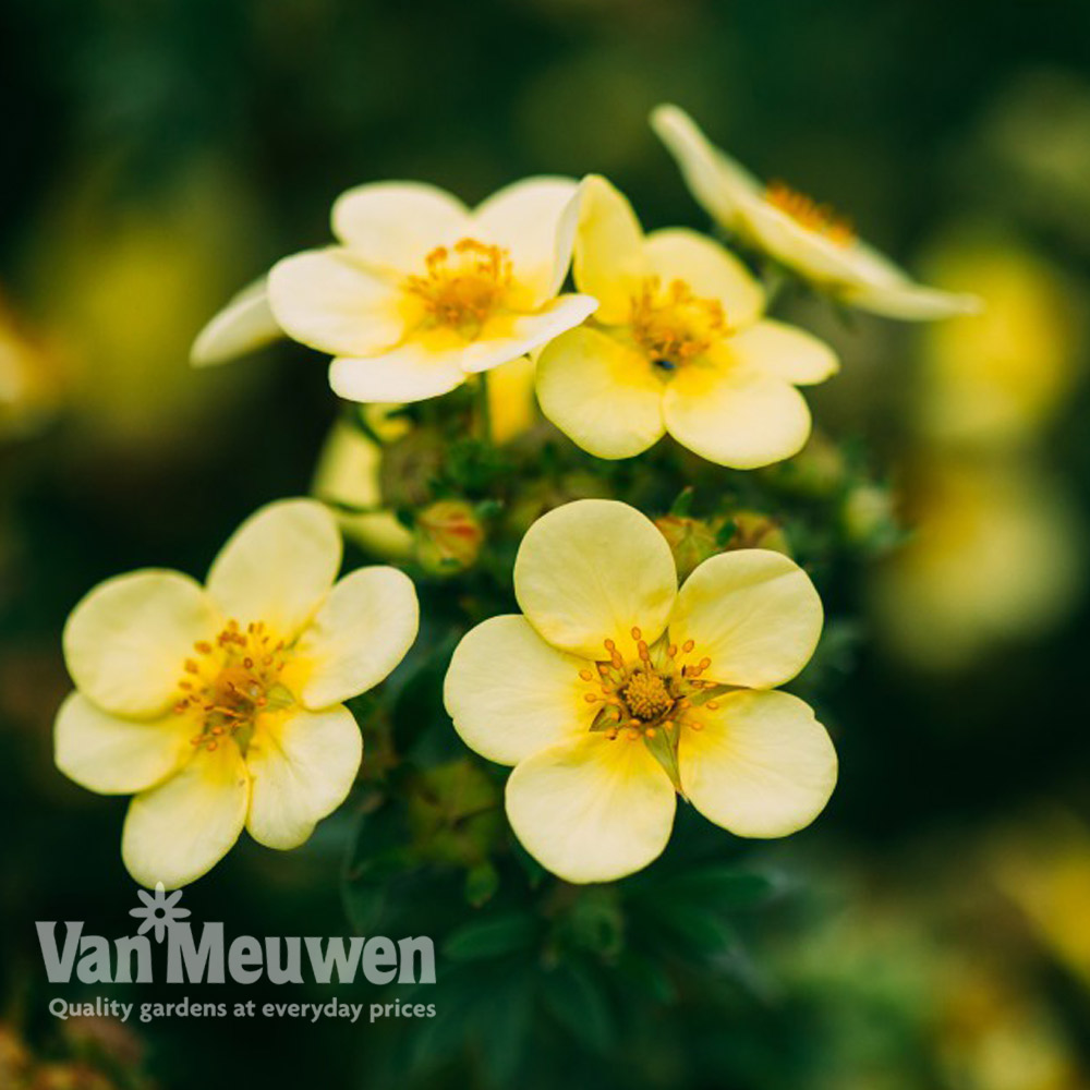 Potentilla fruticosa 'Hachmann's Gigant'