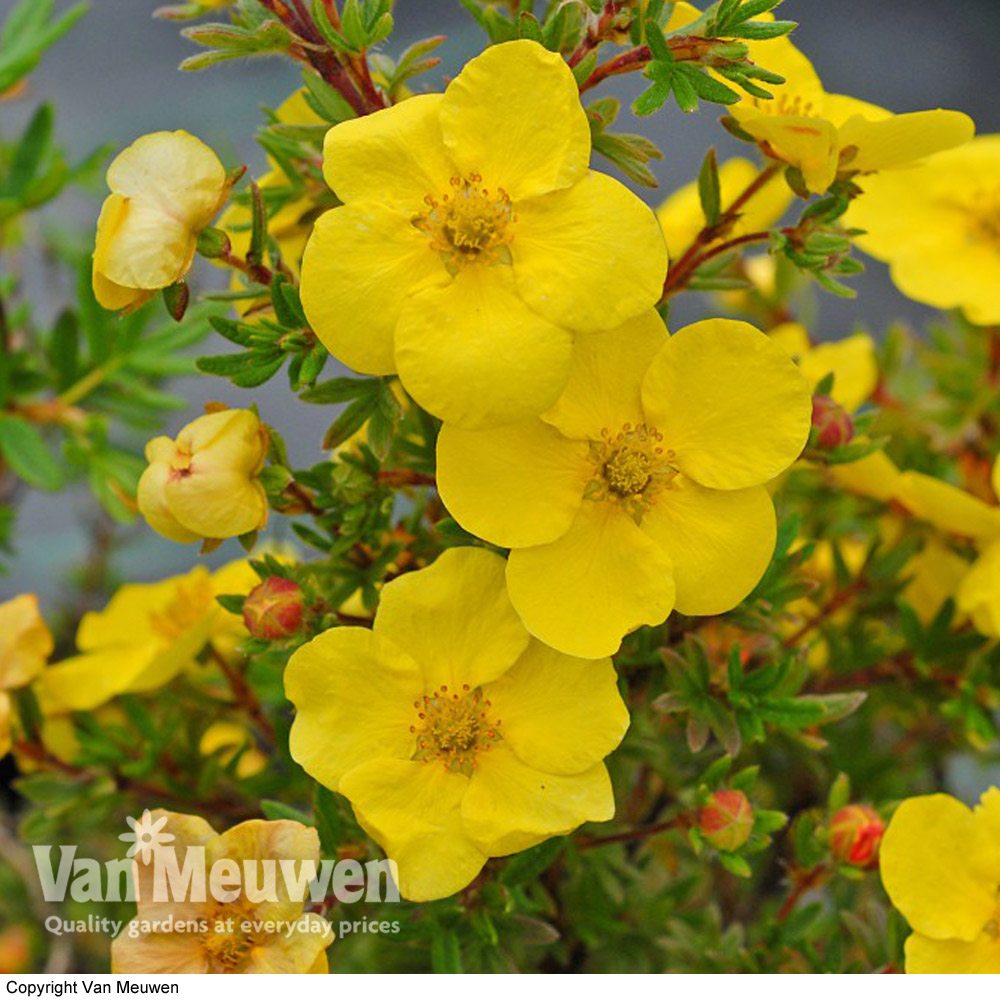 Potentilla fruticosa 'Kobold'