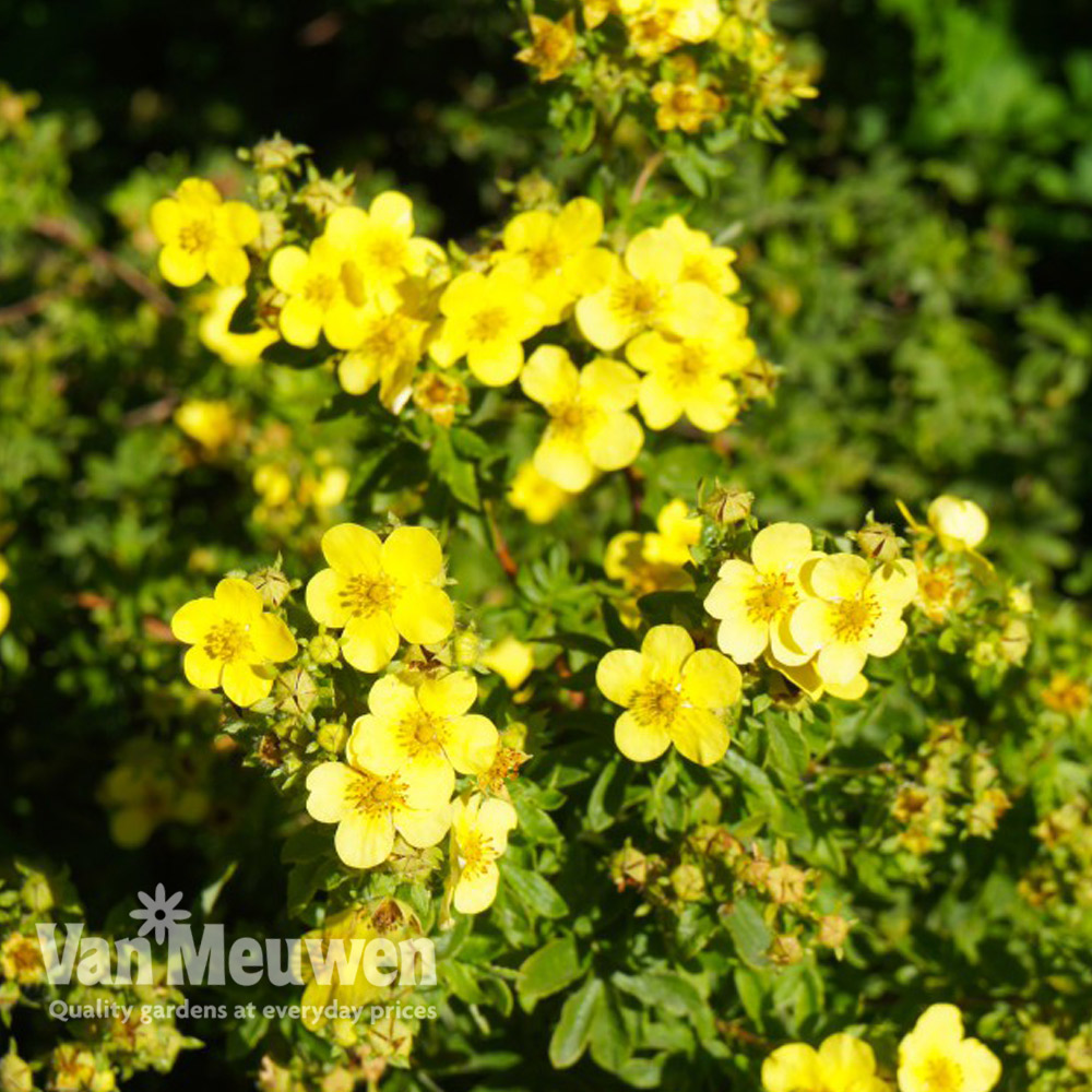 Potentilla fruticosa 'Sommerflor'