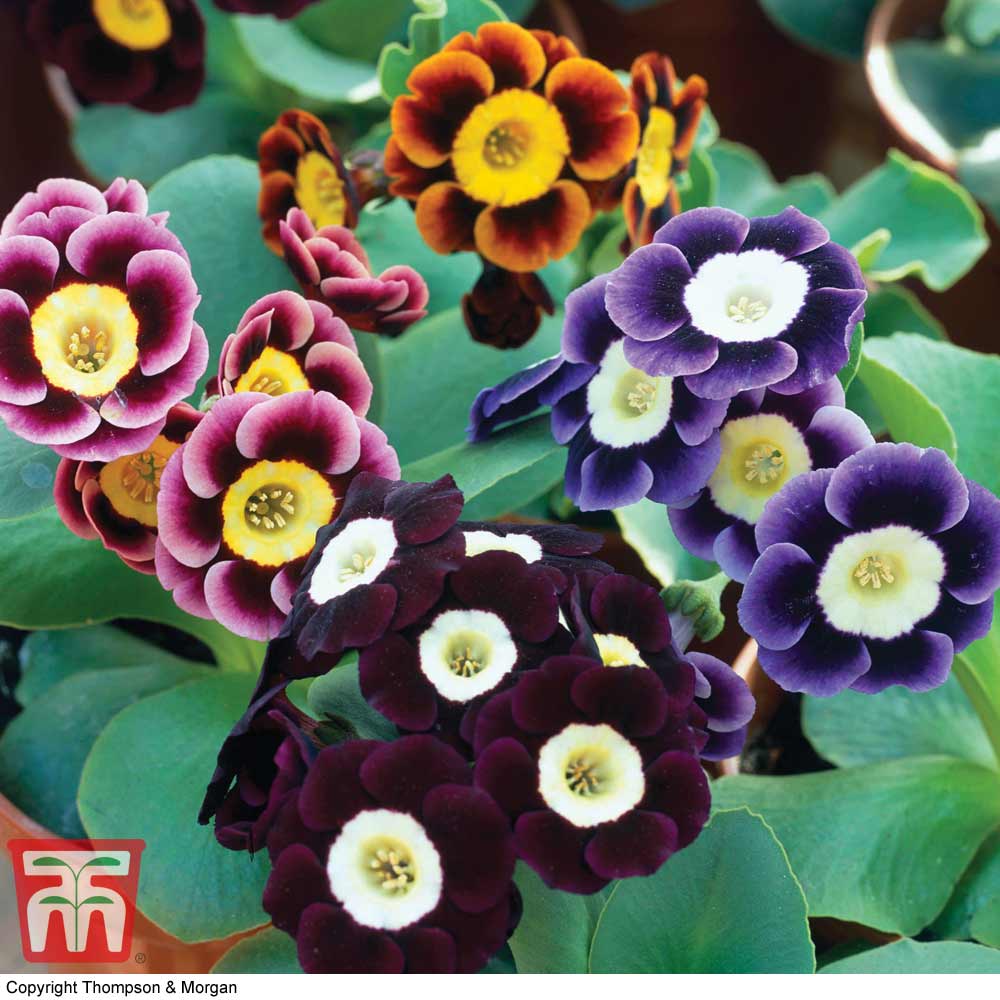 Auricula 'Douglas Prize Mix'