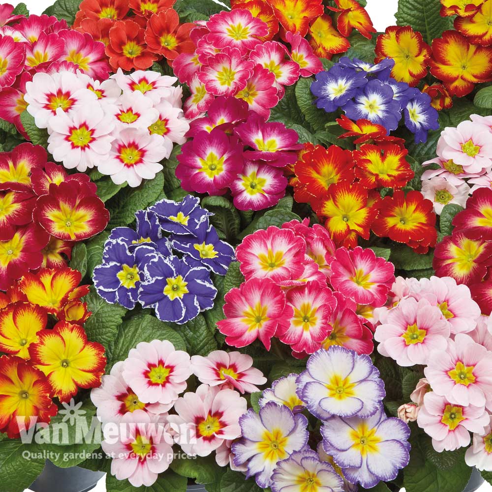 Primrose 'Arizona Bicolor'