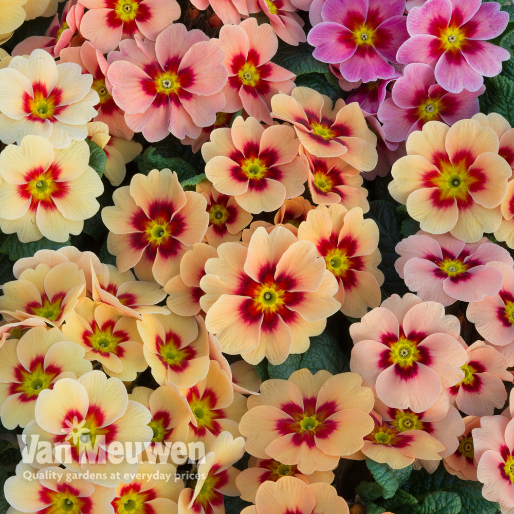 Primrose 'Husky Peach Schnapps'