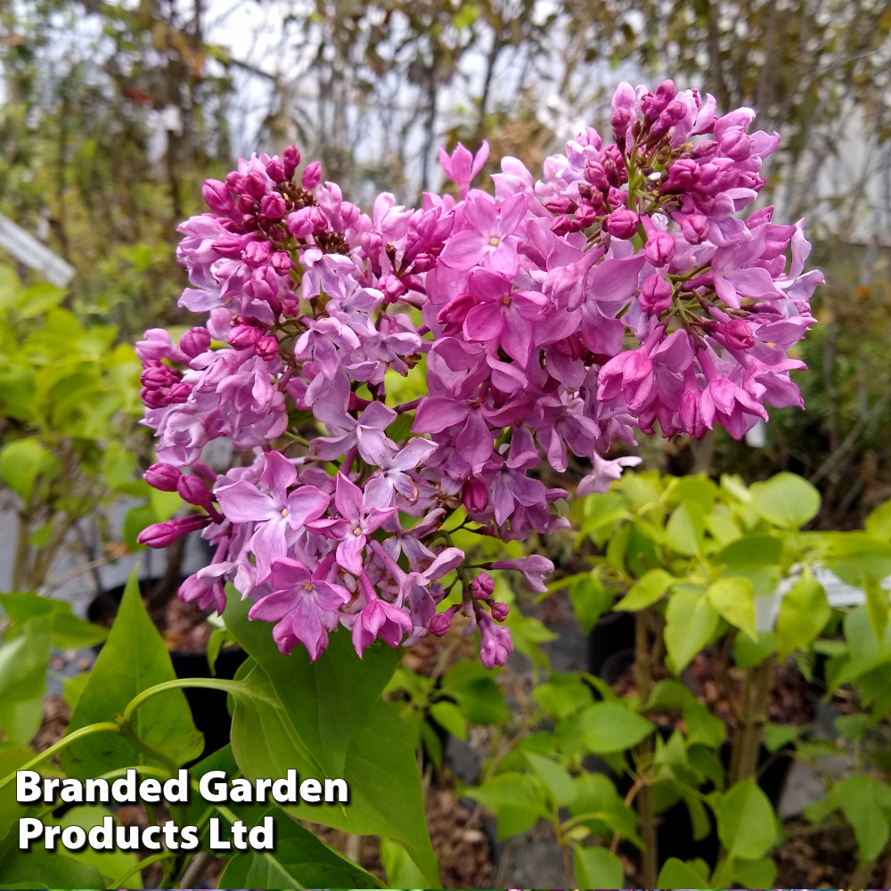 Syringa 'Princess Sturdza'