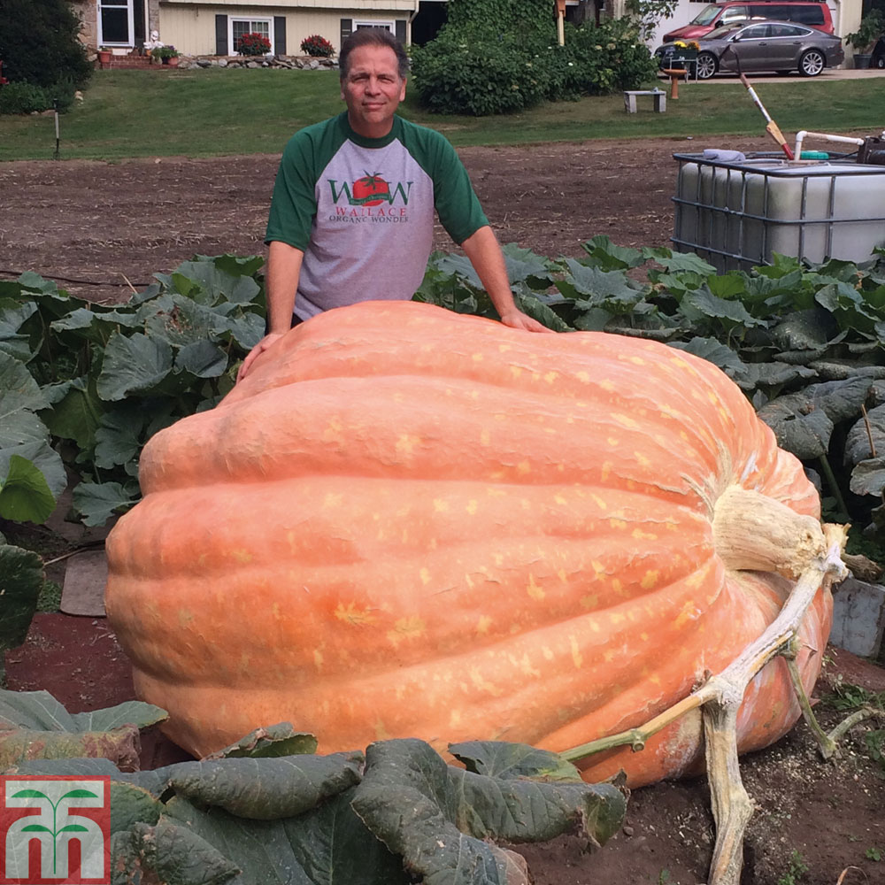 Pumpkin 'Wallace's Whoppers'