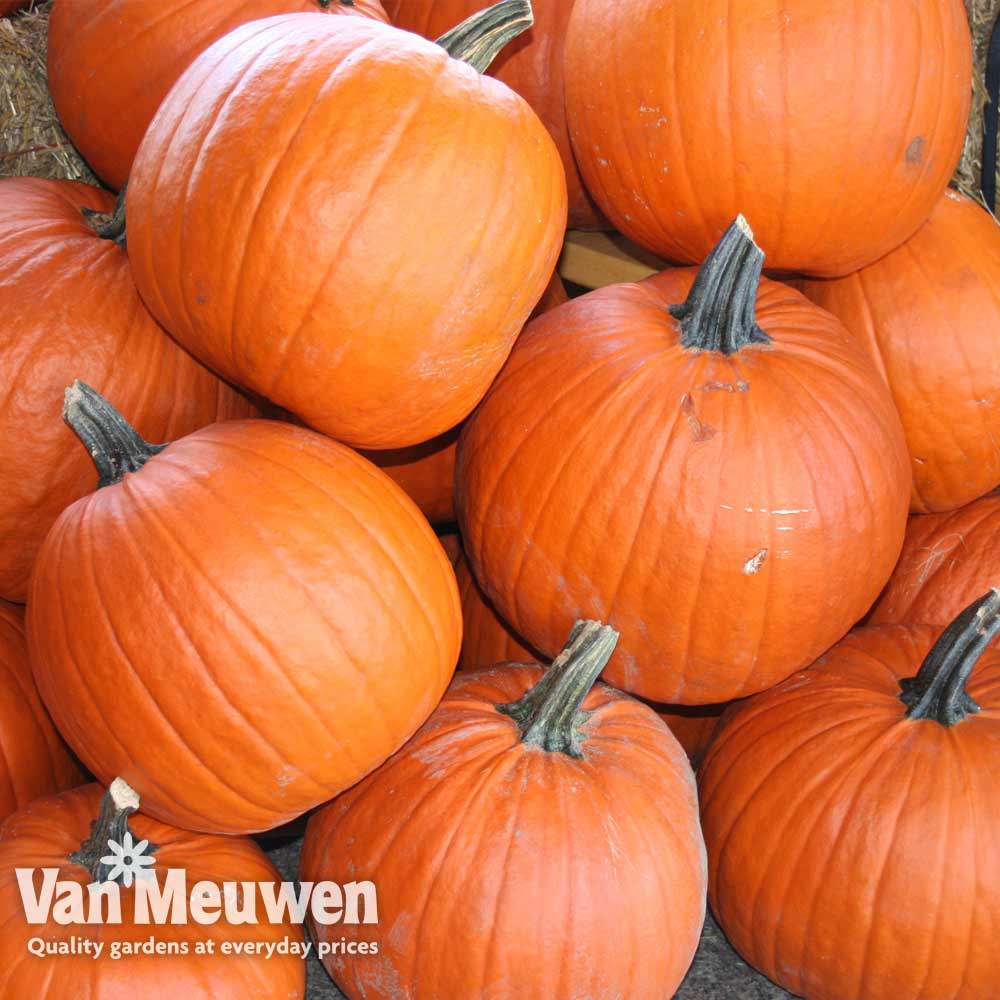 Pumpkin 'Chunky' F1 Hybrid