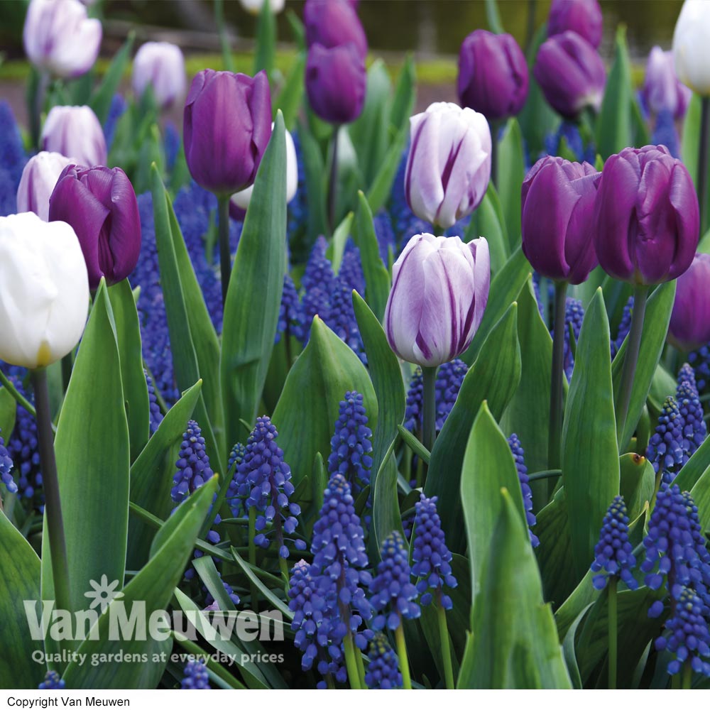 Tulip and Muscari 'Purple Rain Mix'