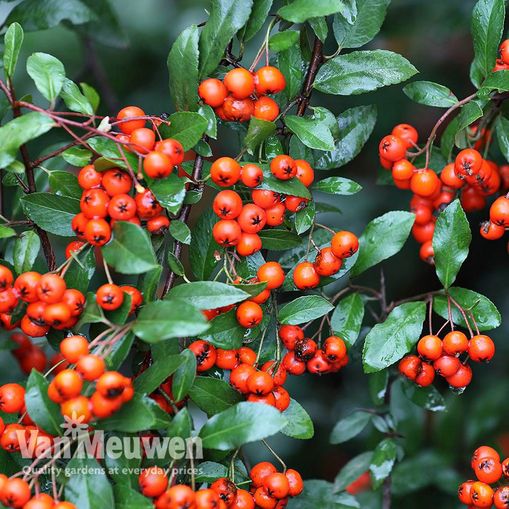 Pyracantha 'Orange Glow' (Large Plant)