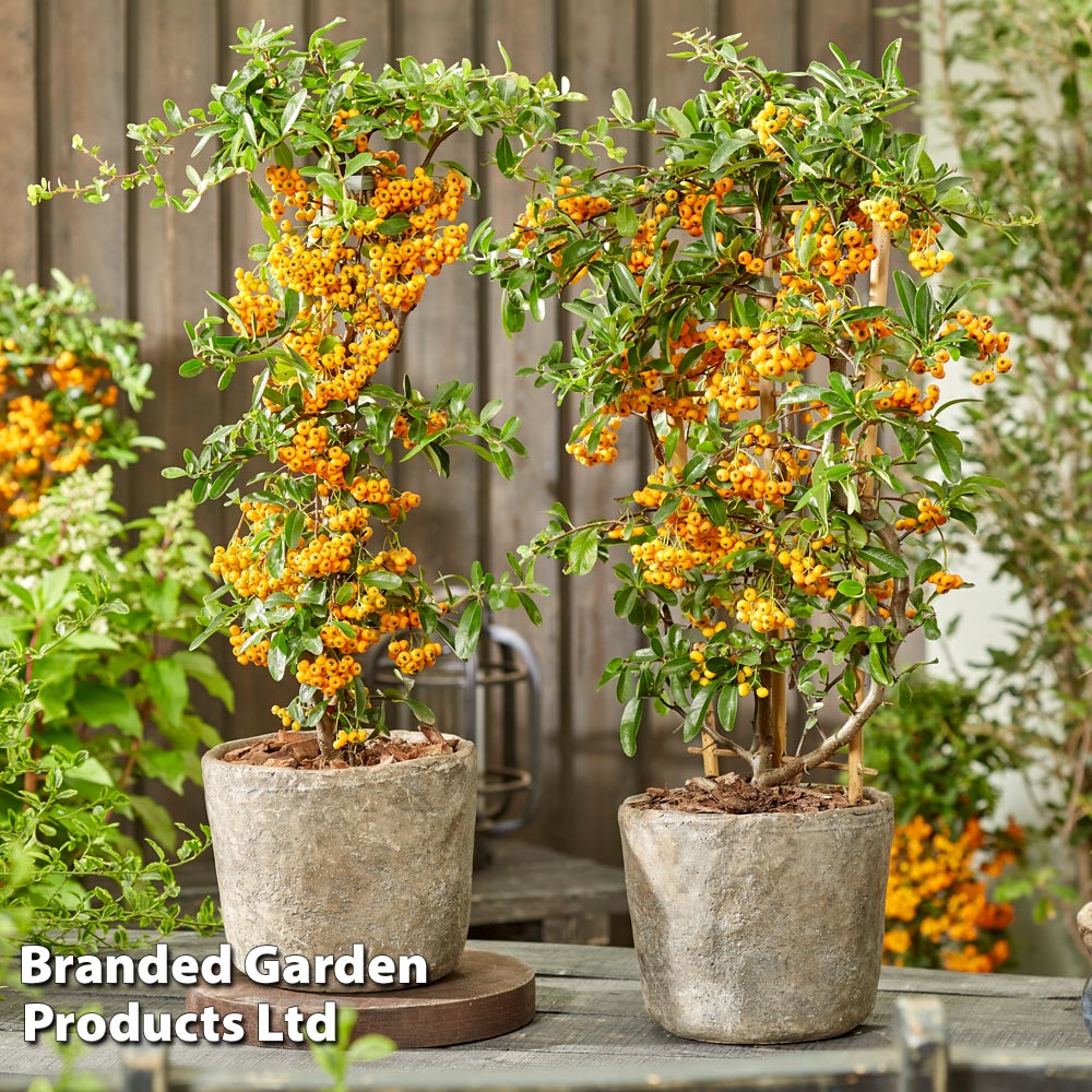 Pyracantha coccinea 'Sunny Star'