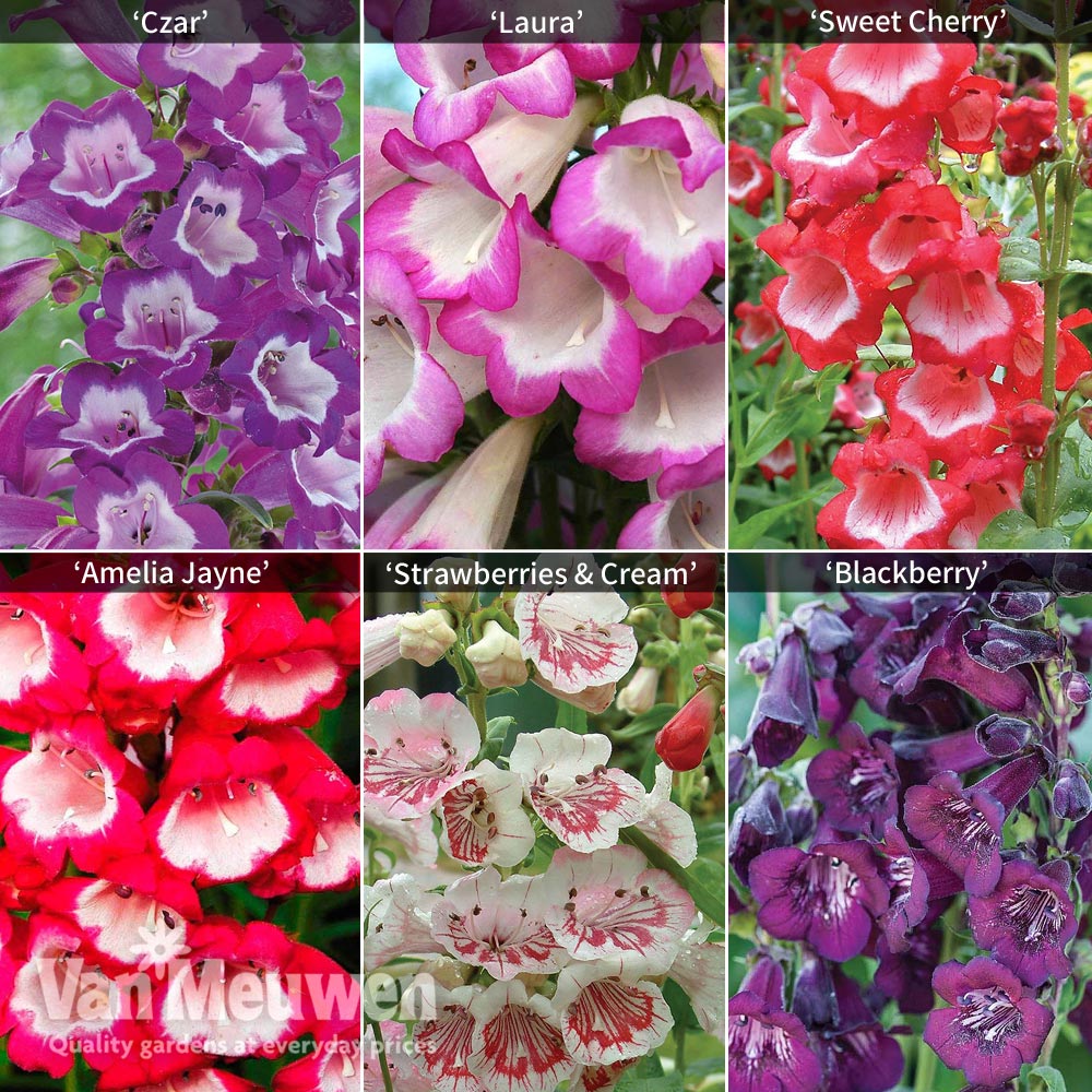 Penstemon Collection