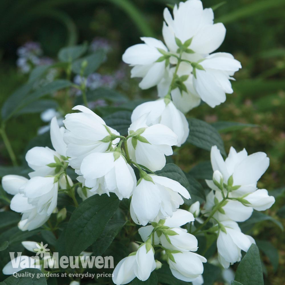 Philadelphus 'Little White Love'