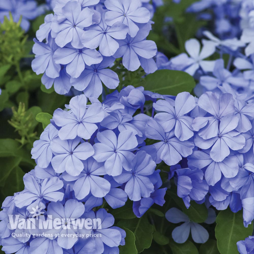 Plumbago auriculata