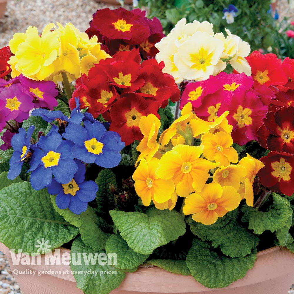 Polyanthus 'Crescendo'