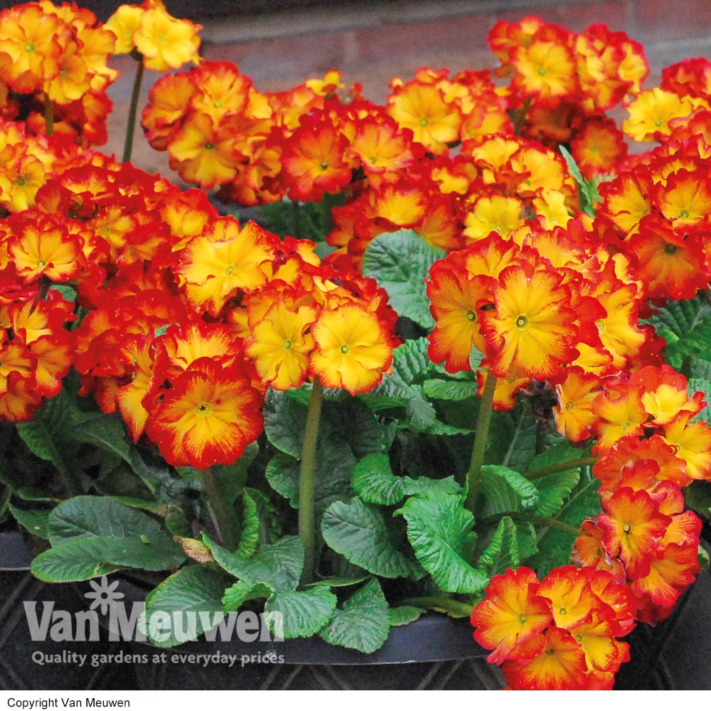 Polyanthus 'Firecracker'