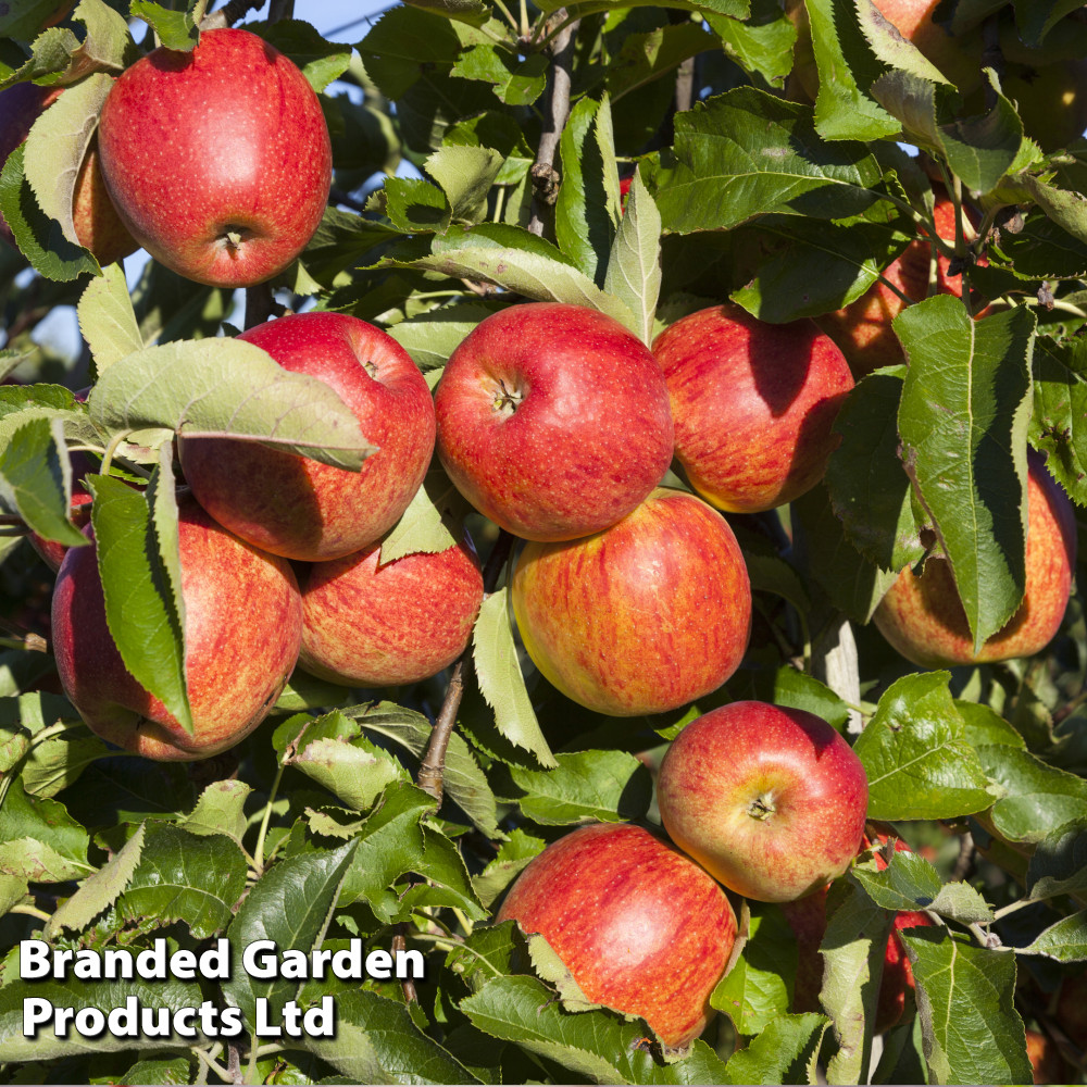 Apple 'Queen Cox' at Van Meuwen