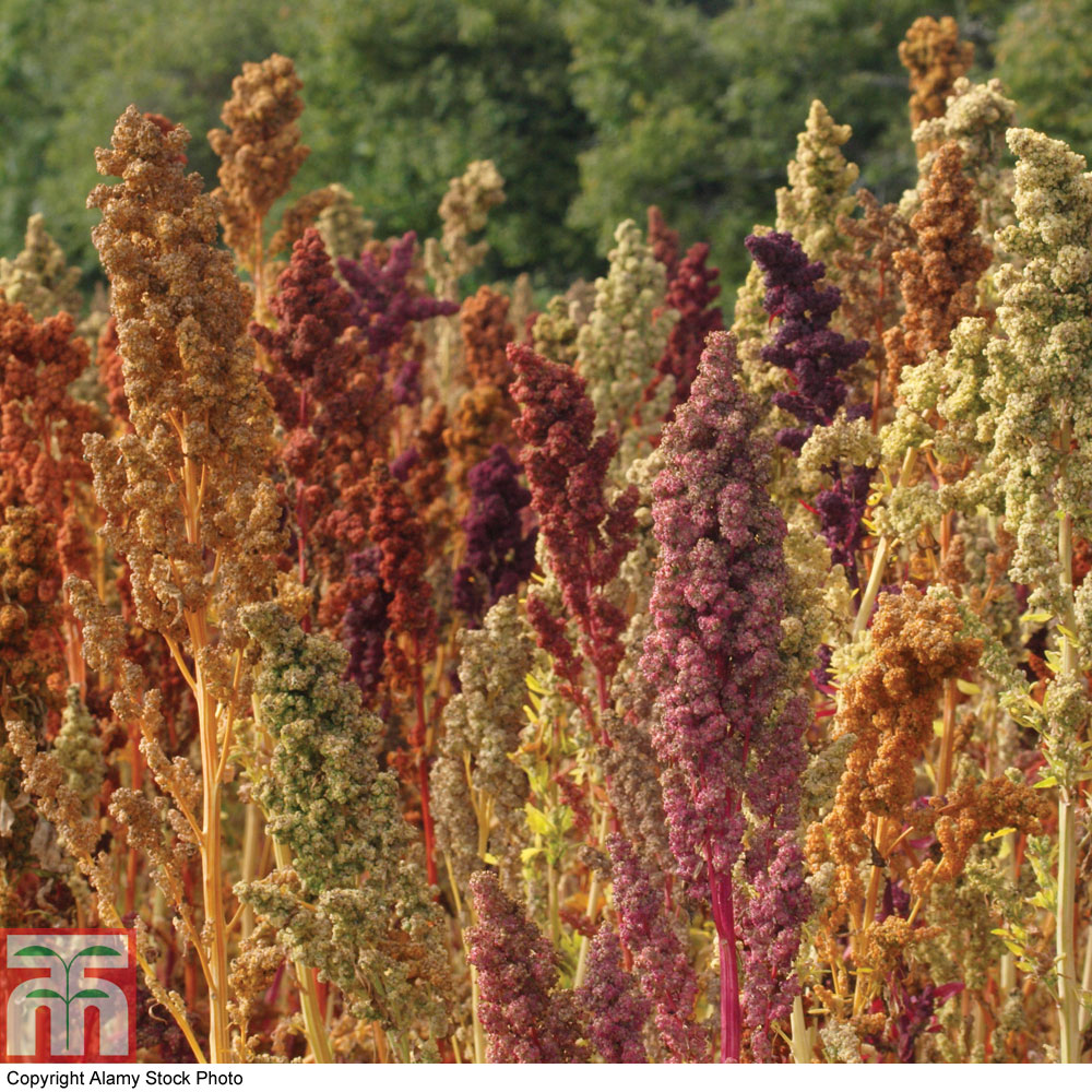 Quinoa 'Rainbow'