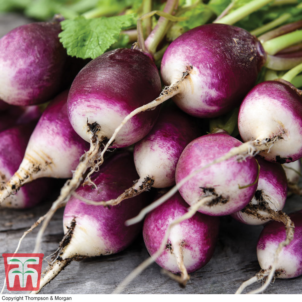 Radish 'Diana'