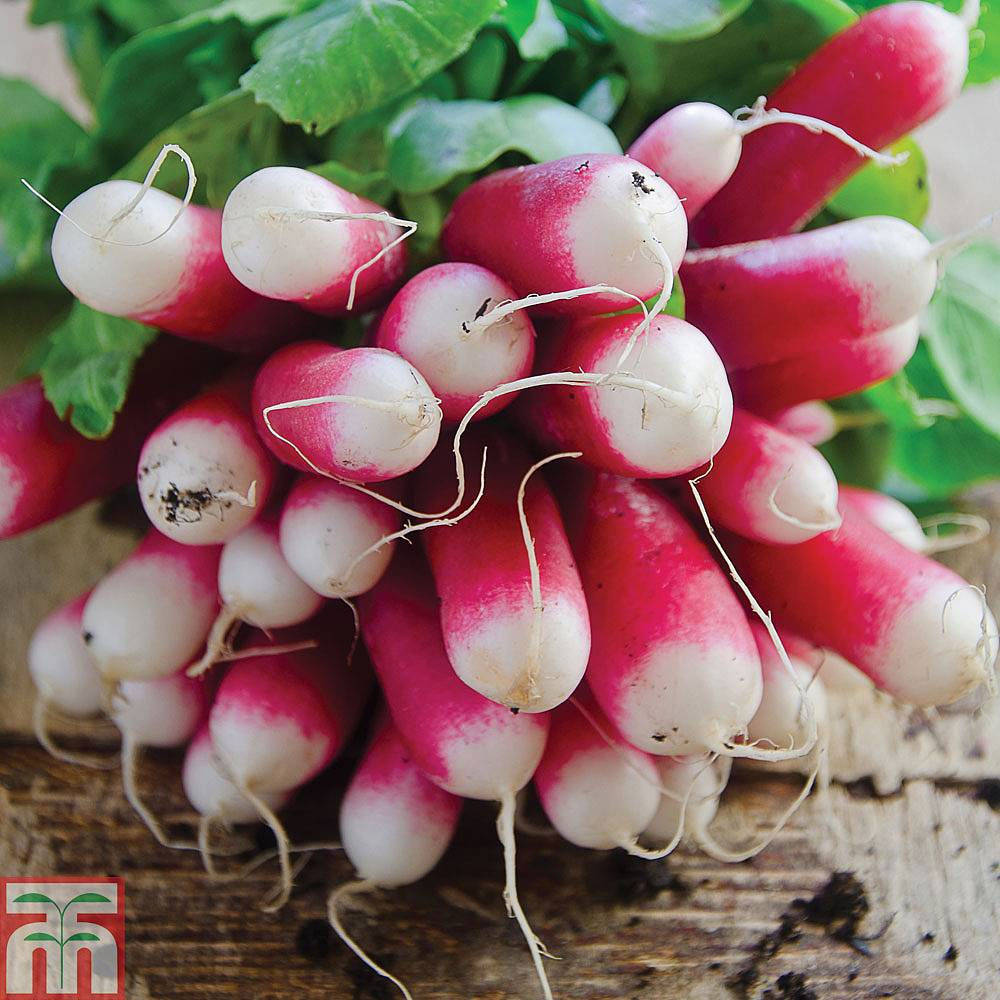 Radish 'French Breakfast' (Start-A-Garden&trade; Range)