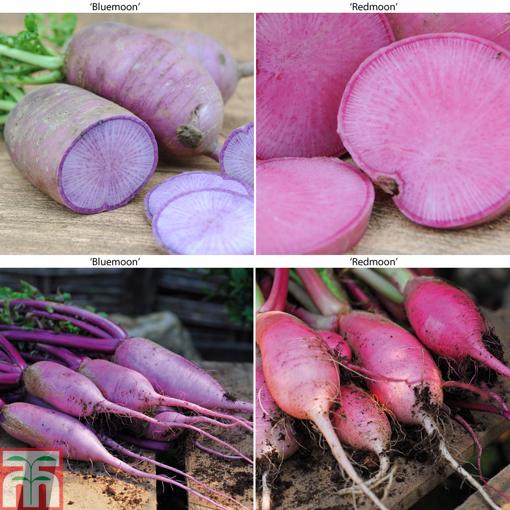 Radish 'Bluemoon and Redmoon Mix' F1 Hybrid