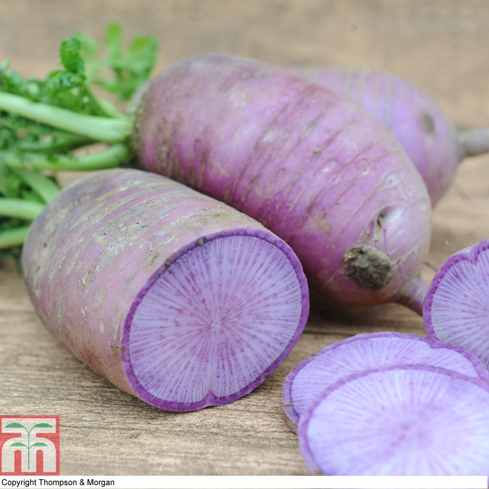 Radish 'Bluemoon' F1 Hybrid