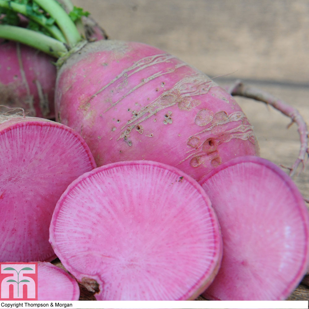 Radish 'Redmoon' F1 Hybrid