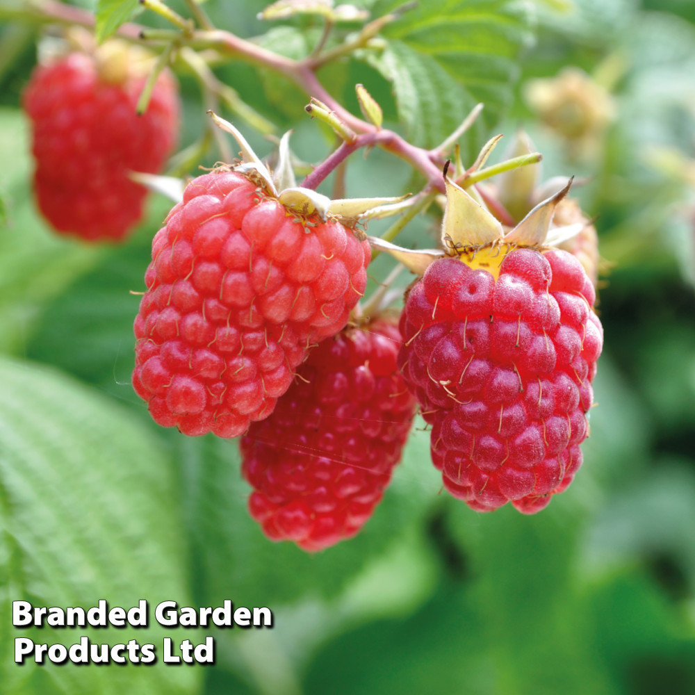 Raspberry 'Glen Prosen' (Summer fruiting)