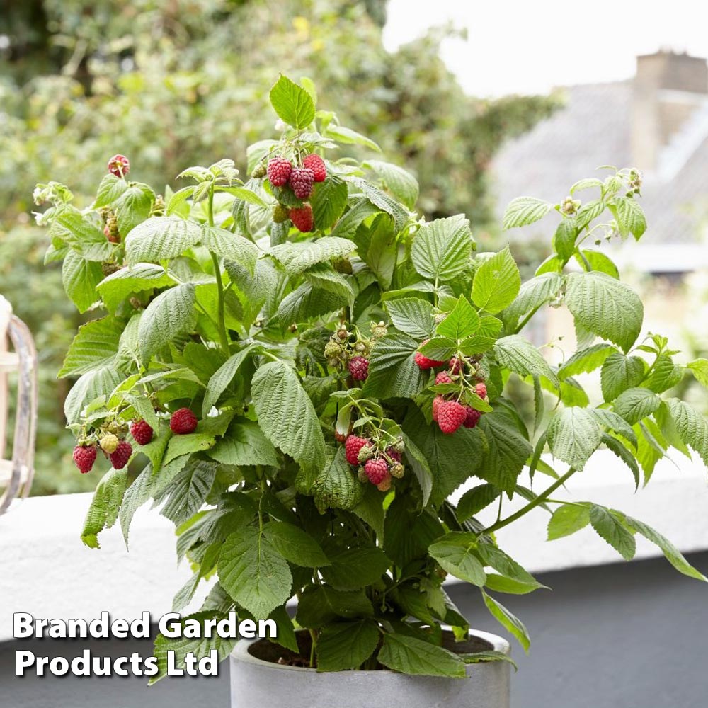 Raspberry 'Little Red Princess'