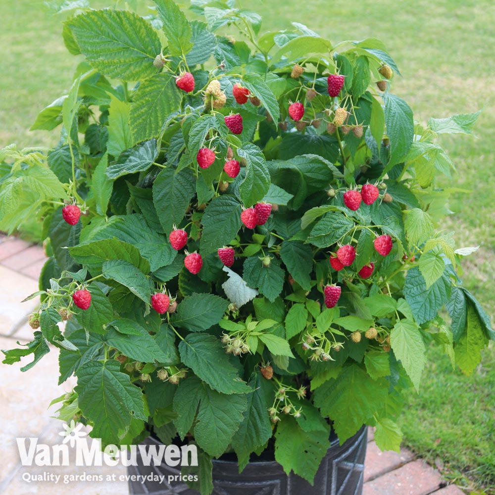 Raspberry 'Summer Lovers Patio Red' (Patio fruit)