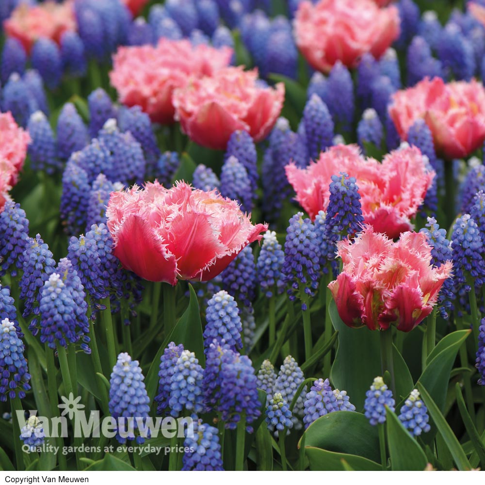 Tulip and Muscari 'Regal Mix'