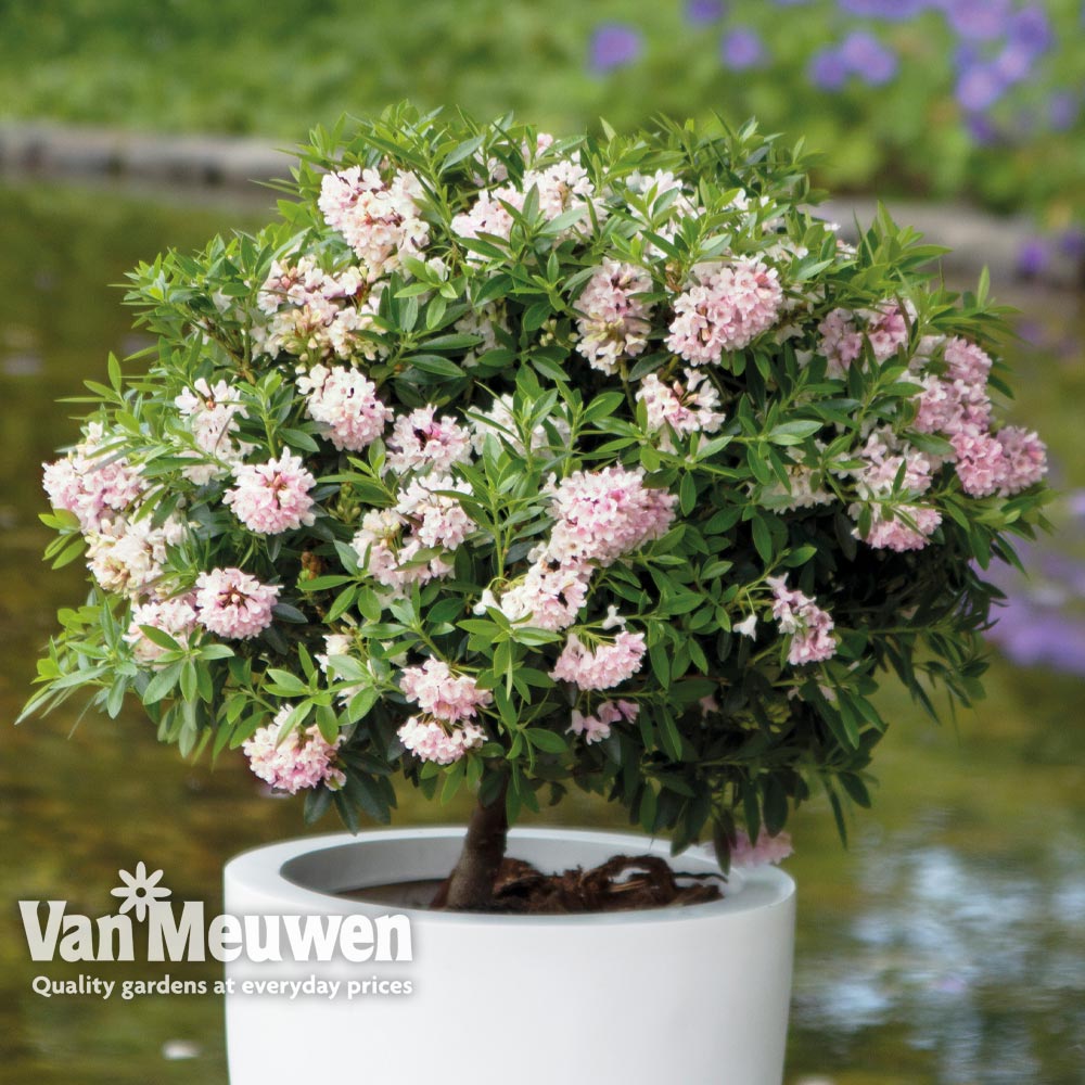 Rhododendron 'Bloombux&reg;'
