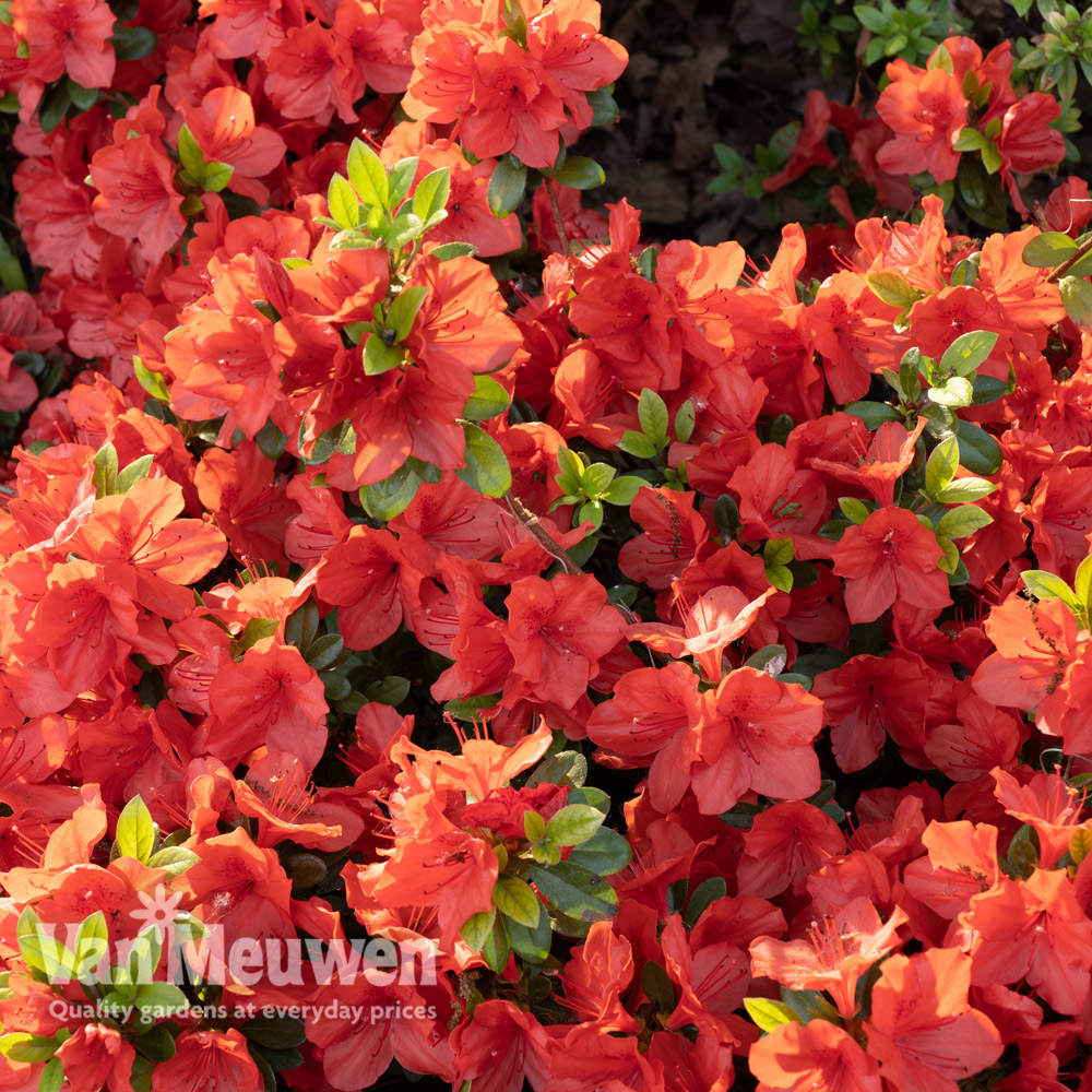 Rhododendron 'Geisha Orange' (Azalea Group)