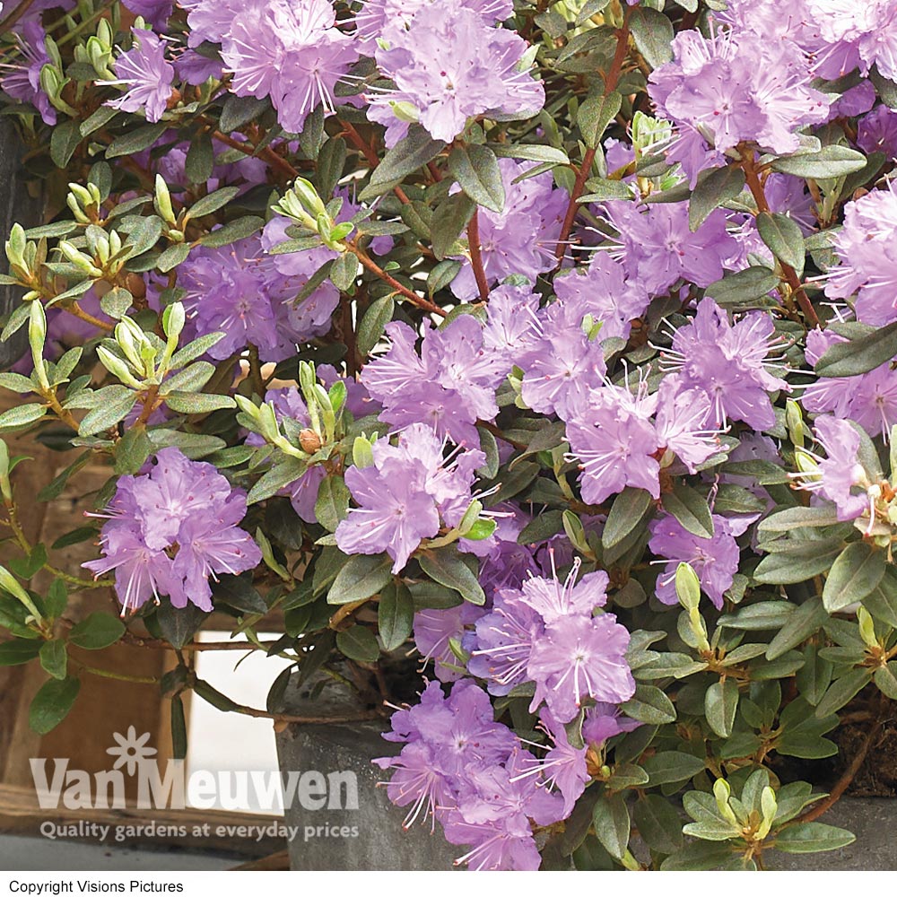 Rhododendron 'Ramapo'