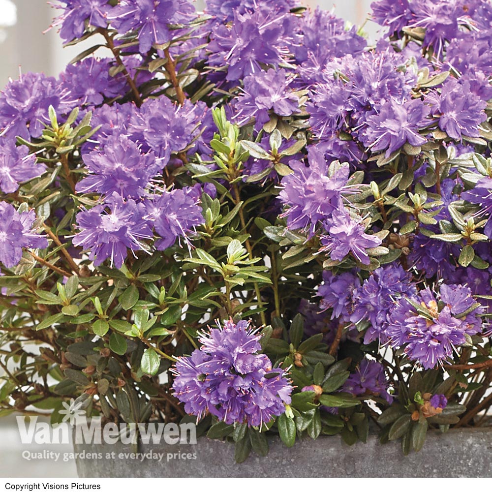 Rhododendron 'Azurika'