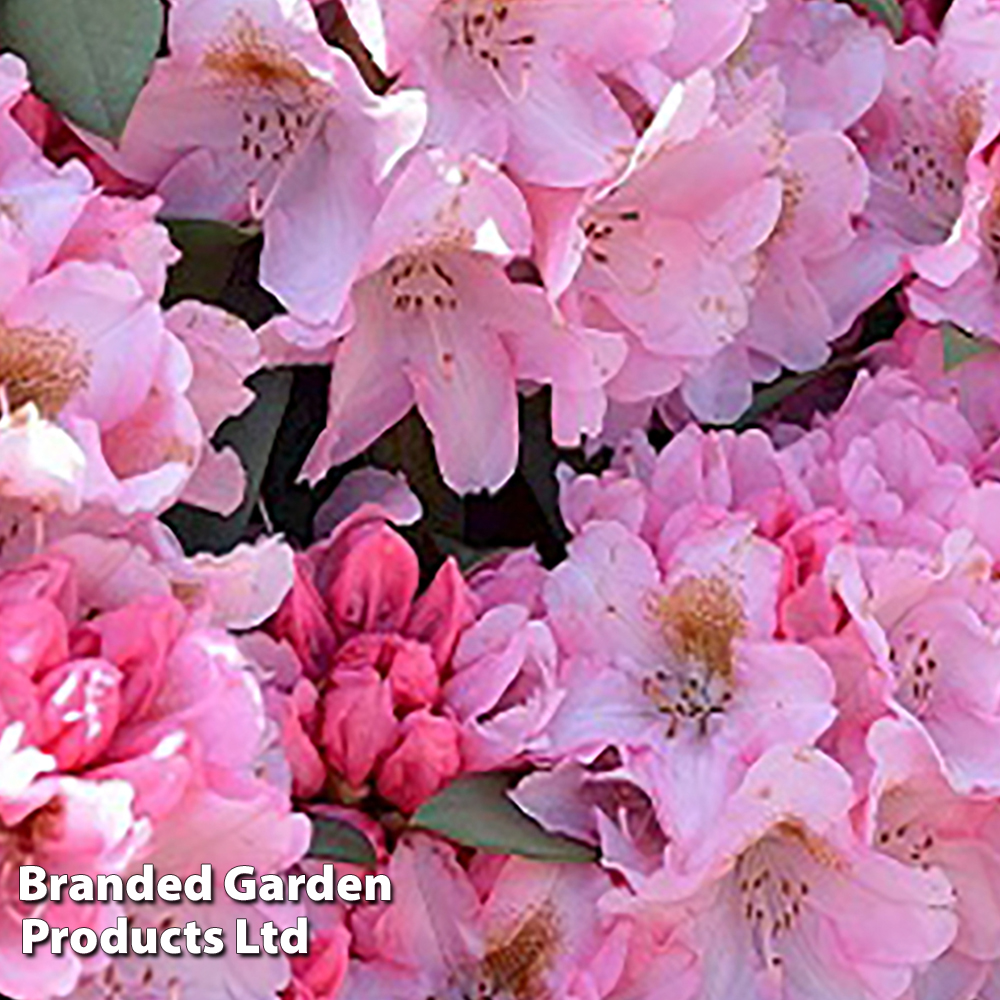 Rhododendron 'Bashful' Yakushimanum Hybrid