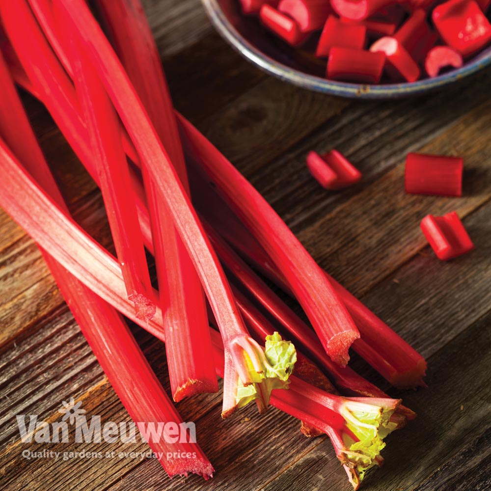 Rhubarb 'Fulton's Strawberry Surprise' (Spring/Autumn Planting)