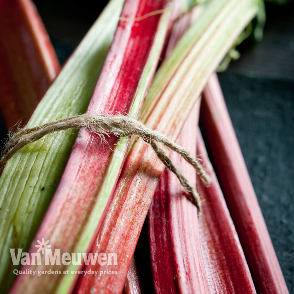 Rhubarb 'Victoria' (Spring/Autumn Planting)