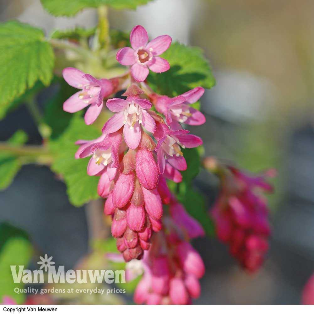 Ribes sanguineum 'King Edward Vii'