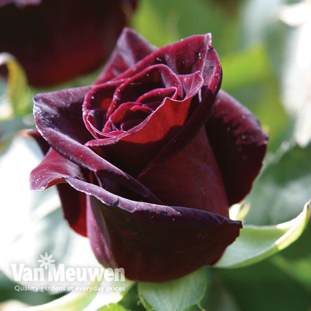 Rose 'Black Baccara'