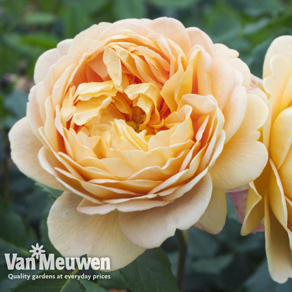 Rose 'Scented Double Gold'