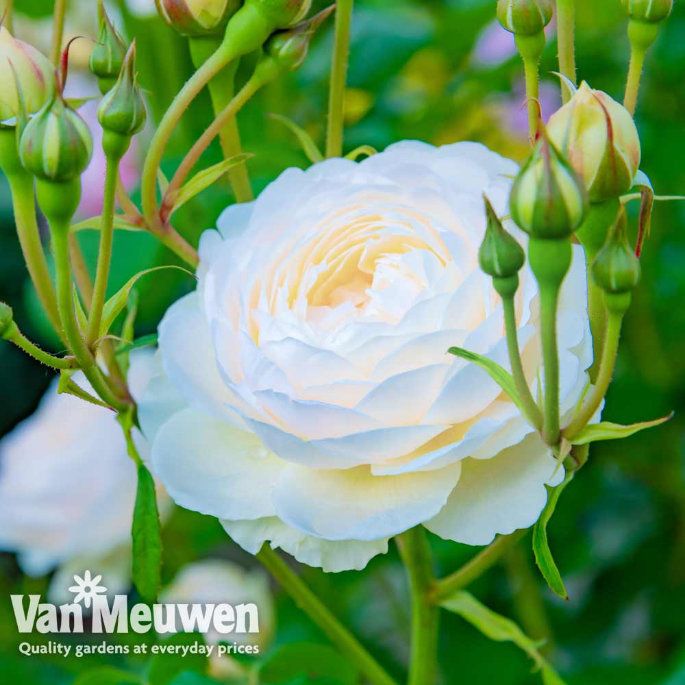 Rose 'Scented Double White'