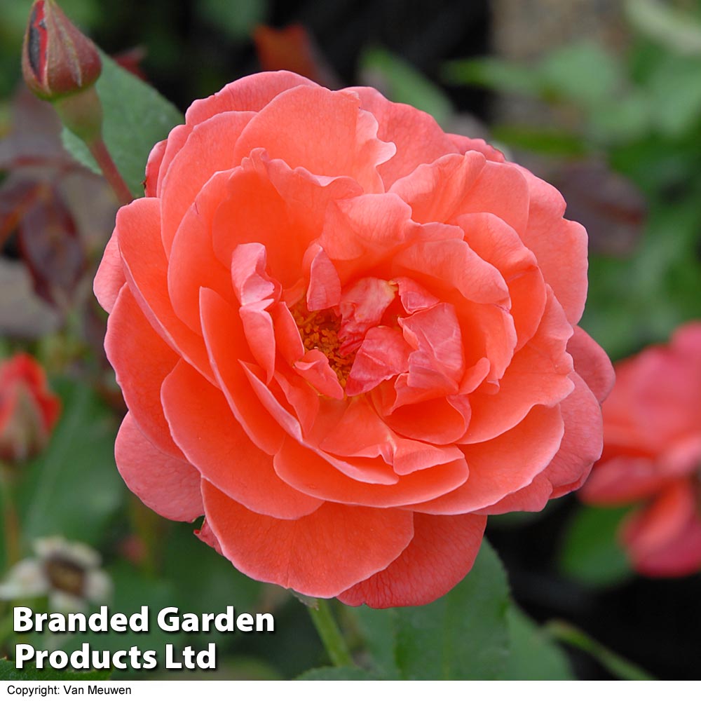 Rose 'Happy Anniversary' (Floribunda Rose)